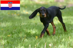 Read more about the article Black and Tan Coonhound tenyésztők és kölykök Horvátországban