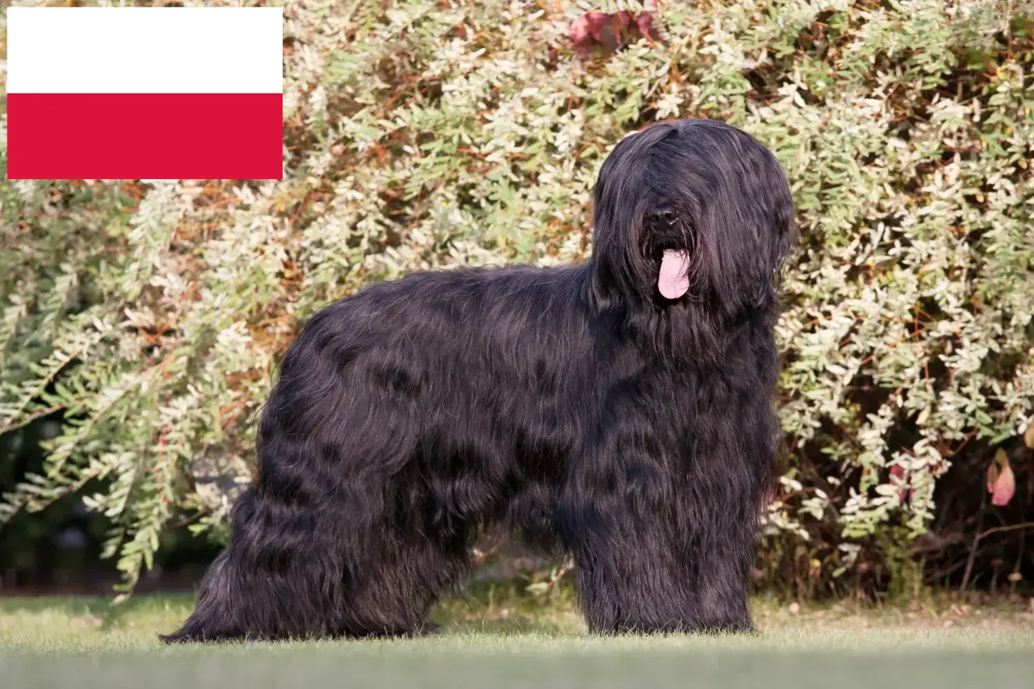 Read more about the article Briard tenyésztők és kiskutyák Lengyelországban