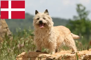 Read more about the article Cairn terrier tenyésztők és kölykök Dániában