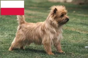 Read more about the article Cairn terrier tenyésztők és kölykök Lengyelországban