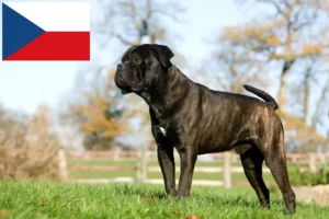 Read more about the article Cane Corso Italiano tenyésztők és kölykök Csehországban