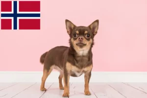 Read more about the article Chihuahua tenyésztők és kiskutyák Norvégiában