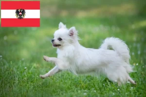 Read more about the article Chihuahua tenyésztők és kölykök Ausztriában