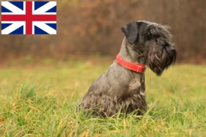 Read more about the article Cseh terrier tenyésztő és kölykök Nagy-Britanniában