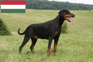 Read more about the article Dobermann tenyésztők és kölykök Magyarországon