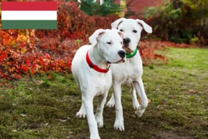 Read more about the article Dogo Argentino tenyésztők és kölykök Magyarországon