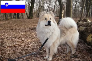 Read more about the article Eurasier tenyésztők és kiskutyák Szlovéniában