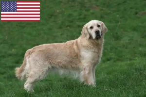 Read more about the article Golden Retriever tenyésztők és kölykök az USA-ban