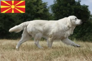 Read more about the article Golden Retriever tenyésztők és kiskutyák Észak-Macedónia területén