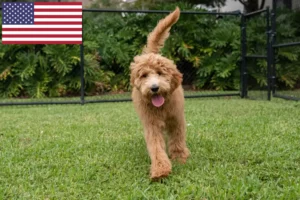 Read more about the article Goldendoodle tenyésztők és kölykök az USA-ban