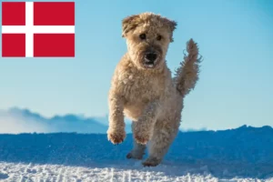 Read more about the article Irish Soft Coated Wheaten Terrier tenyésztők és kölykök Dánia területén