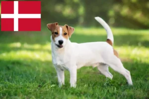 Read more about the article Jack Russell tenyésztők és kiskutyák Dániában