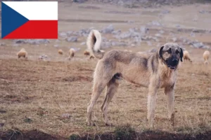 Read more about the article Kangal tenyésztők és kiskutyák Csehországban