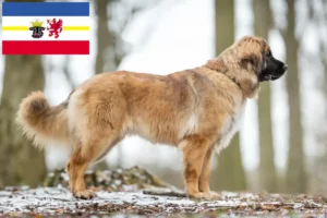 Read more about the article Leonberger tenyésztők és kiskutyák Mecklenburg-Vorpommern területén