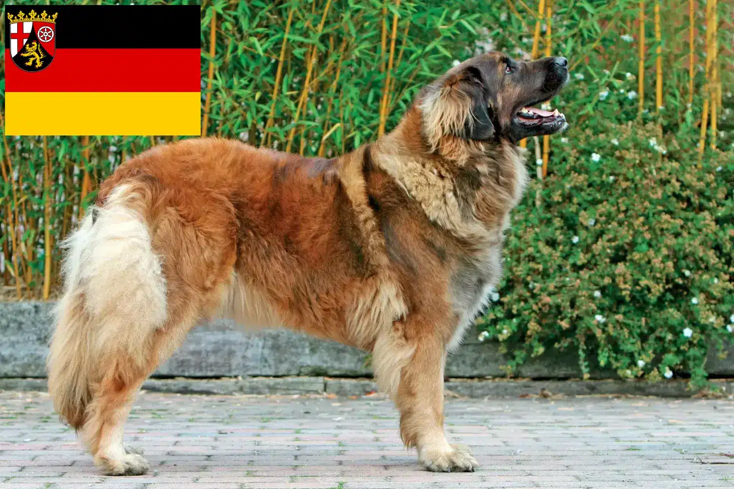 Read more about the article Leonberger tenyésztők és kiskutyák Rajna-vidék-Pfalzban