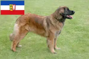 Read more about the article Leonberger tenyésztők és kiskutyák Schleswig-Holstein tartományban