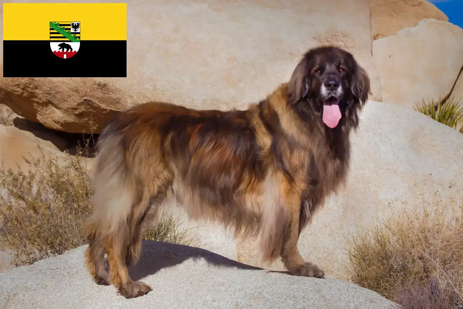 Read more about the article Leonberger tenyésztők és kölykök Szász-Anhaltban