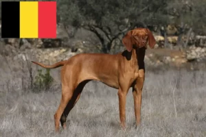 Read more about the article Magyar Vizsla tenyésztők és kölykök Belgiumban