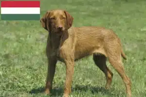 Read more about the article Magyar Vizsla tenyésztők és kölykök Magyarországon