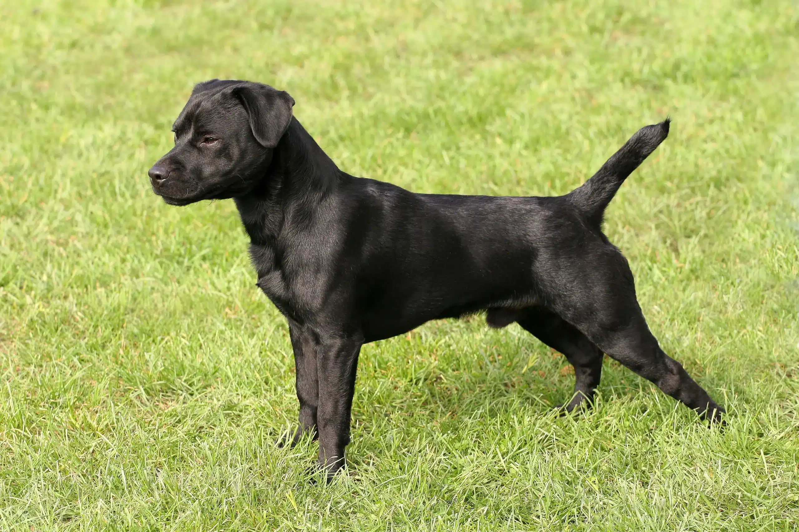 Read more about the article Patterdale Terrier tenyésztő