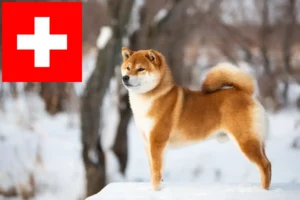 Read more about the article Shiba tenyésztők és kiskutyák Svájcban