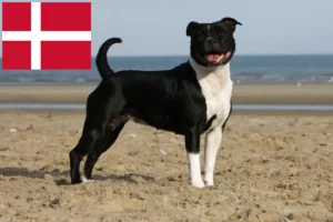 Read more about the article Staffordshire Bull Terrier tenyésztők és kölykök Dánia területén