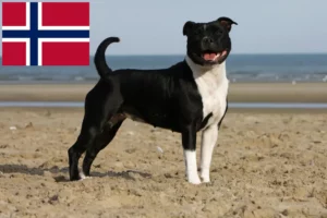 Read more about the article Staffordshire Bull Terrier tenyésztők és kölykök Norvégiában