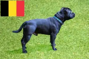 Read more about the article Staffordshire Bullterrier tenyésztők és kölykök Belgiumban