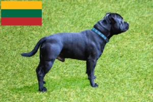 Read more about the article Staffordshire Bullterrier tenyésztők és kölykök Litvániában