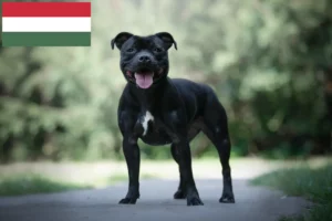 Read more about the article Staffordshire Bullterrier tenyésztők és kölykök Magyarországon