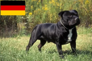 Read more about the article Staffordshire Bullterrier tenyésztők és kölykök Németországban