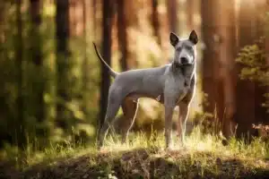 Read more about the article Thai Ridgeback tenyésztő