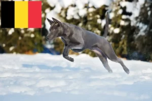 Read more about the article Thai Ridgeback tenyésztők és kölykök Belgiumban