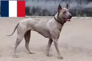 Read more about the article Thai Ridgeback tenyésztők és kölykök Franciaországban