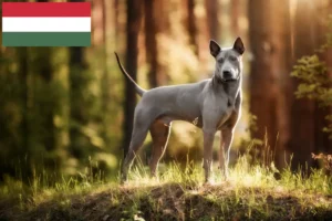 Read more about the article Thai Ridgeback tenyésztők és kölykök Magyarországon