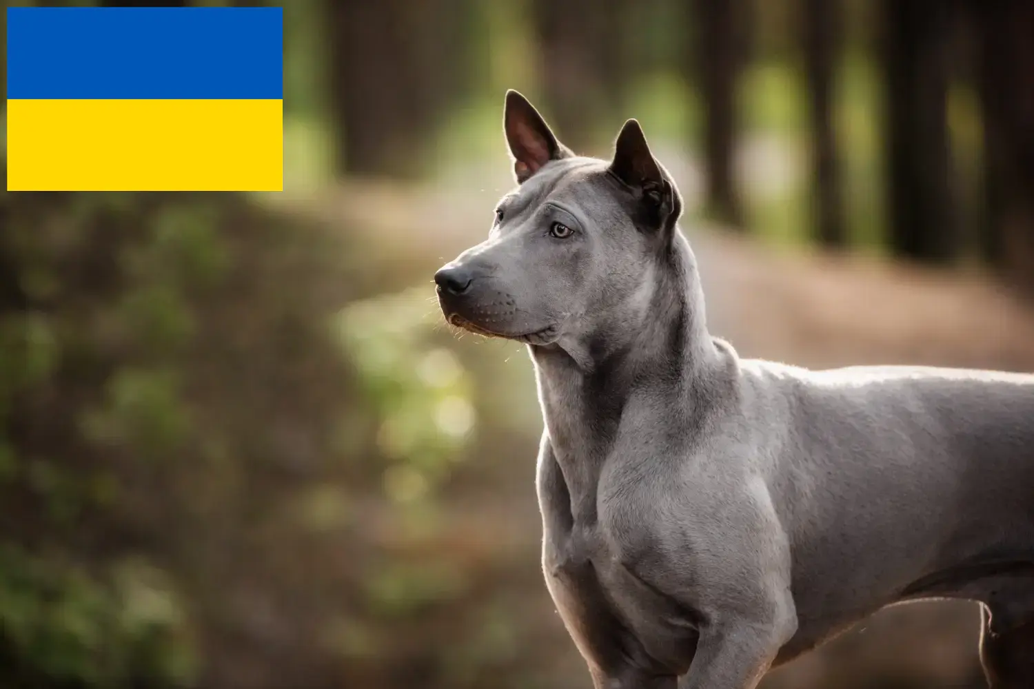 Read more about the article Thai Ridgeback tenyésztők és kiskutyák Ukrajnában