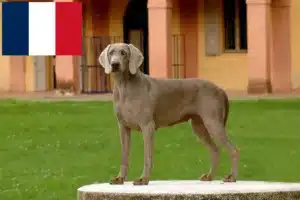 Read more about the article Weimaraner tenyésztők és kölykök Franciaországban