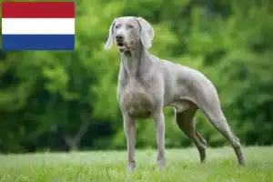 Read more about the article Weimaraner tenyésztők és kölykök Hollandiában