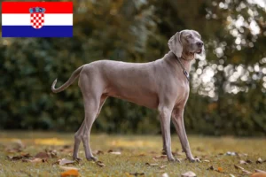 Read more about the article Weimaraner tenyésztők és kölykök Horvátországban