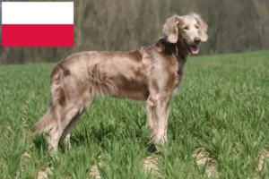 Read more about the article Weimaraner tenyésztők és kölykök Lengyelországban