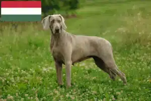 Read more about the article Weimaraner tenyésztők és kölykök Magyarországon