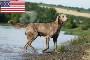 Read more about the article Weimaraner tenyésztők és kölykök az USA-ban