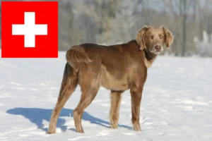 Read more about the article Weimaraner tenyésztők és kölykök Svájcban