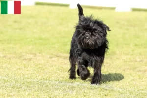 Read more about the article Affenpinscher tenyésztők és kölykök Olaszországban