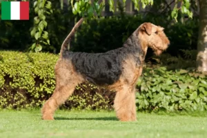 Read more about the article Airedale terrier tenyésztők és kölykök Olaszországban