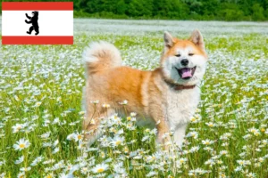 Read more about the article Akita tenyésztők és kölykök Berlinben