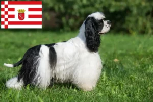 Read more about the article American Cocker Spaniel tenyésztő és kölykök Brémában