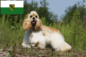 Read more about the article American Cocker Spaniel tenyésztők és kölykök Szászországban