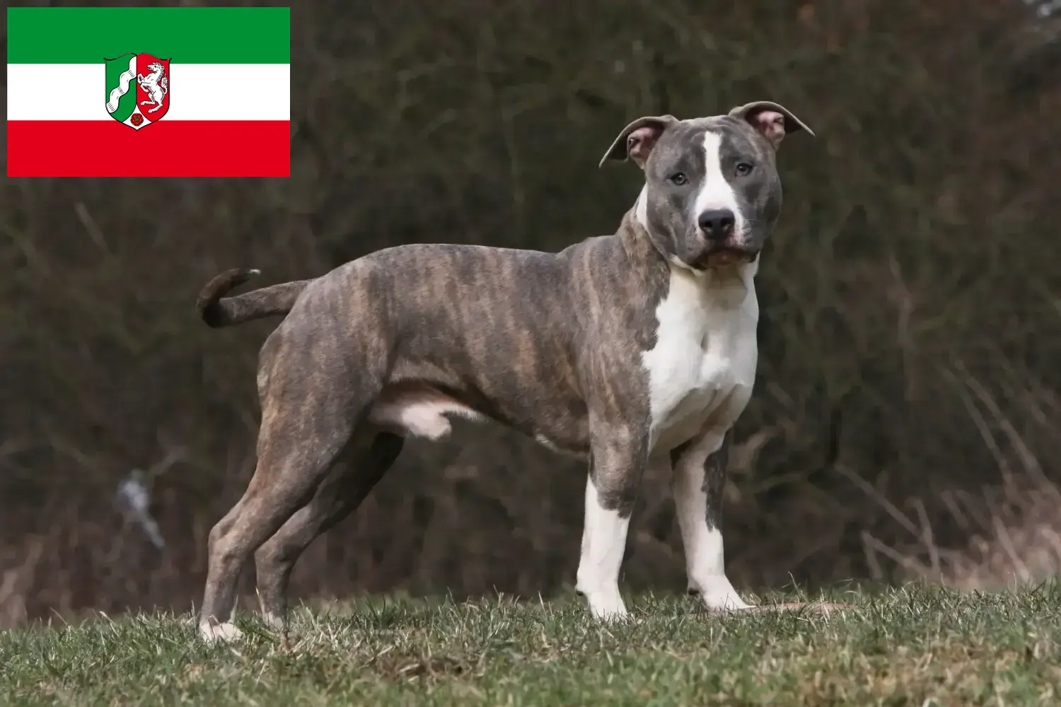 Read more about the article American Staffordshire Terrier tenyésztők és kiskutyák Észak-Rajna-Vesztfália területén