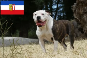 Read more about the article Amerikai bulldog tenyésztők és kiskutyák Schleswig-Holstein tartományban